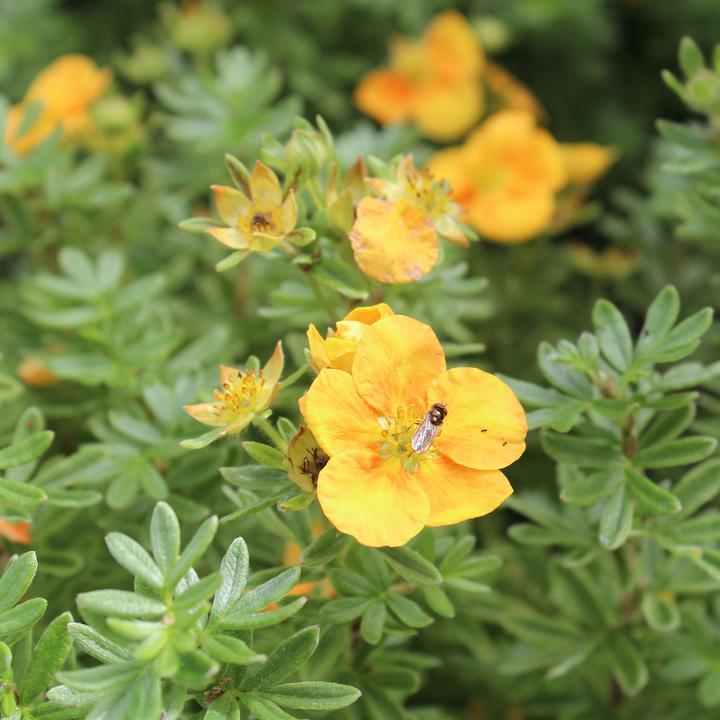 Produktbild Zulauf Fingerstrauch / Potentilla fruticosa 'Mango Tango'® (30 cm)