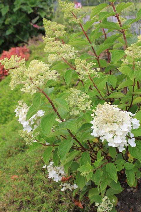 Produktbild Säntispracht Die farbwandelnde Rispenhortensie - Hydrangea paniculata 'Pinky-Winky' (200 cm)