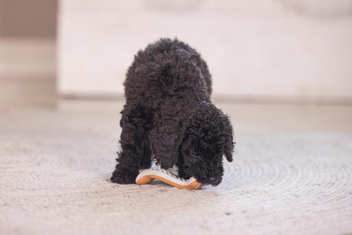 Immagine prodotto Beeztees Manubrio dentale per cuccioli (Giochi per cuccioli)