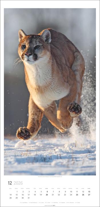 Produktbild Big Cats Kalender 2026 (33 x 68 cm)