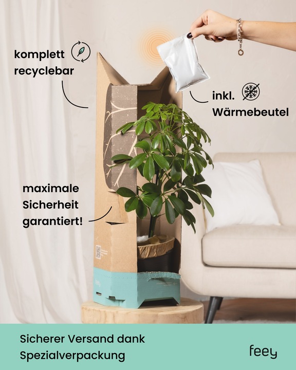 Image du produit feey Strelitzie XL (110 cm, Fraîchement rempotés)