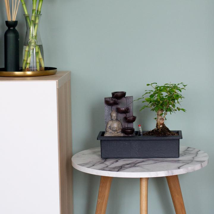 Actual product image Plant in a Box Bonsai Ligustrum, Carmona, Ficus Retusa, Syzygium, Sageretia - Set of 2 Bonsai Water System Buddha (25 cm)