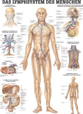 Ruediger RÜDIGER Mini-Poster Lymphsystem 23 x 33 de (23 x 33 cm)