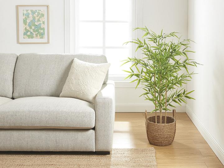 Immagine prodotto Ozaia Bambouseraie (122 cm)