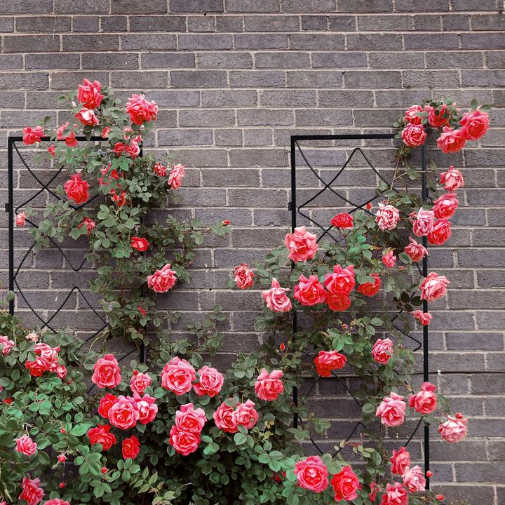 Produktbild Relaxdays Rankgitter (95 cm, 1 cm)