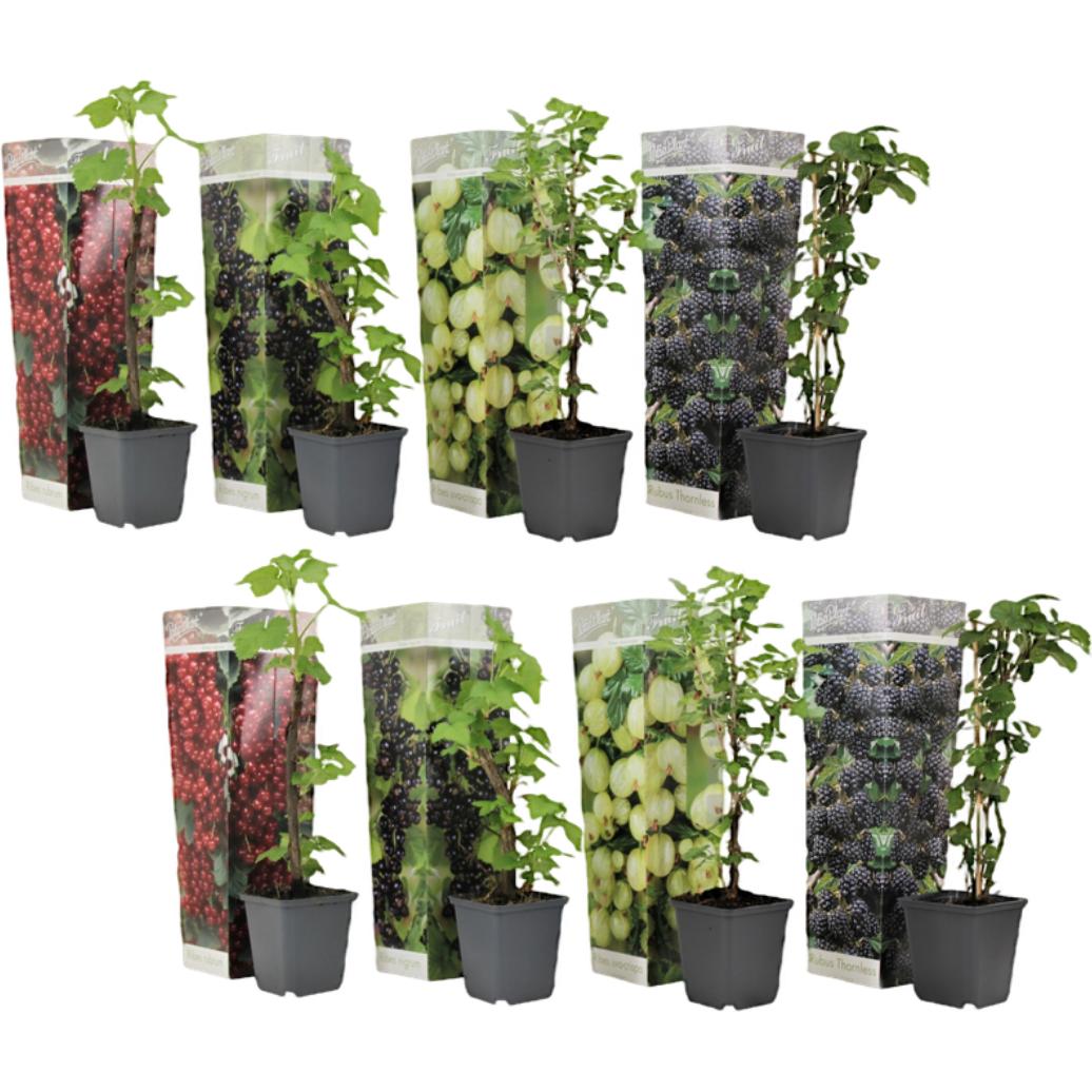 Plant in a Box, Pflanzen, Rubus nigrum 'Titania', rubrum 'Jonkheer van Tets', uva-crispa hinnonmaki, fruticosus 'Thornle...