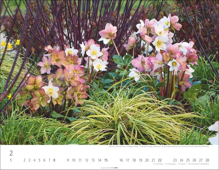 Immagine prodotto Gräser Kalender 2026 (44 x 34 cm)