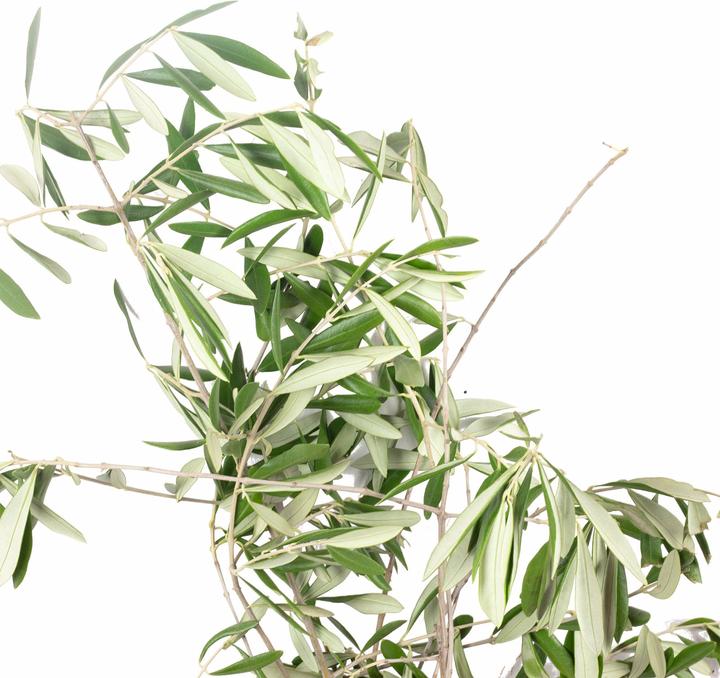 Produktbild Flowerbox Olivenblätter (Trockenblumen)