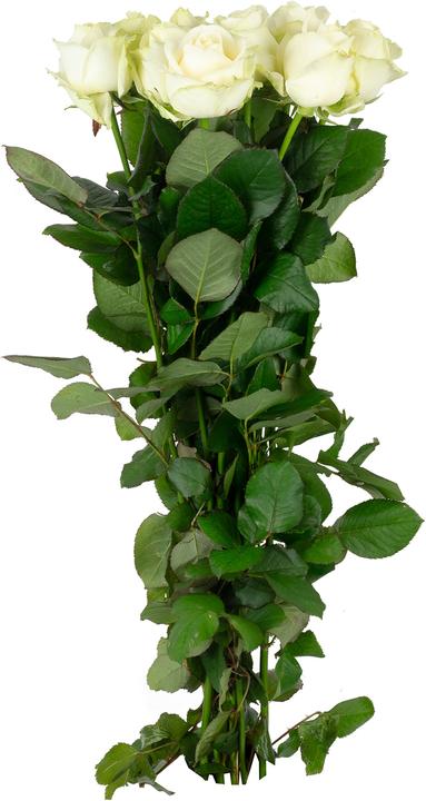Produktbild Flowerbox Rose weiss- Rosa 'Avalanche' (Schnittblumen)