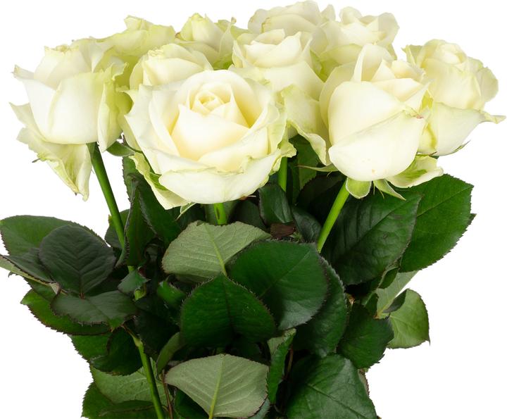 Produktbild Flowerbox Rose weiss- Rosa 'Avalanche' (Schnittblumen)