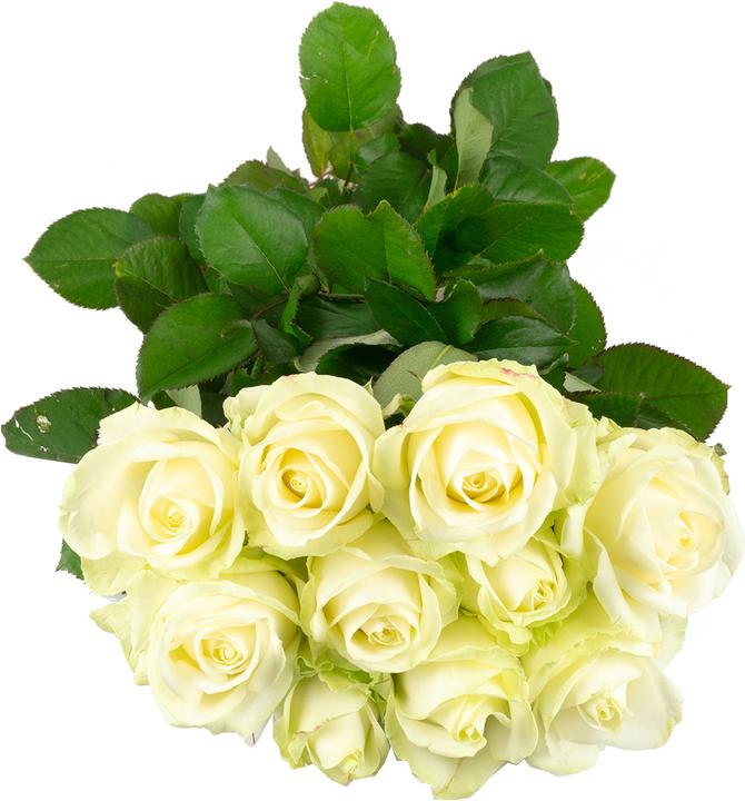 Produktbild Flowerbox Rose weiss- Rosa 'Avalanche' (Schnittblumen)