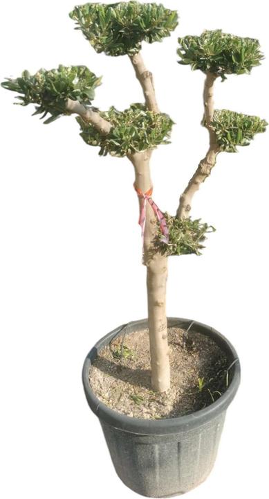 Bonsai.ch Zanthoxylum Szechuanpfeffer cm - kaufen bei Galaxus - Galaxus