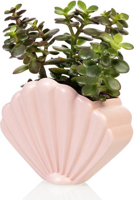 Bitten Shell Planter Large