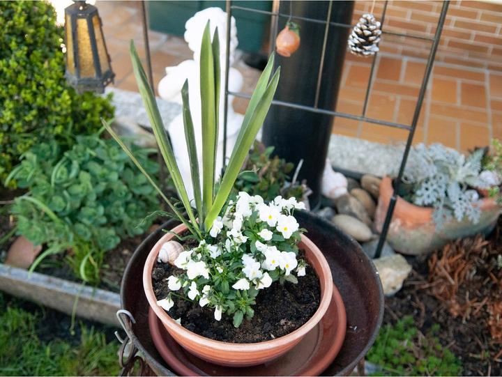 Produktbild Europalms Orchideenblatt (45 cm)