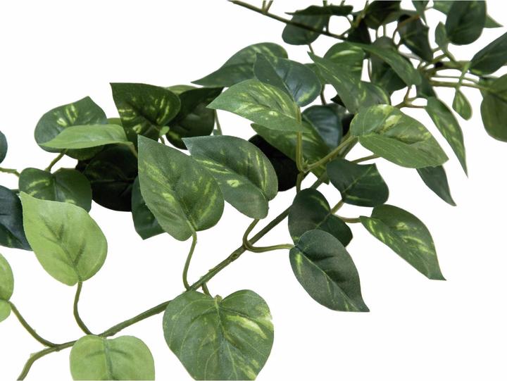Immagine prodotto Europalms Pothos Bush Classic (70 cm)
