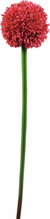 Actual product image Europalms Allium branch (55 cm)