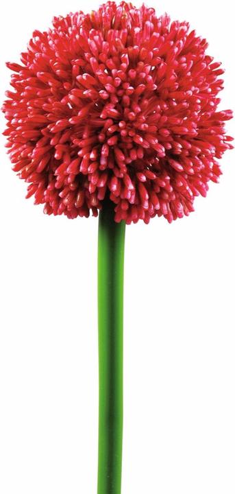 Actual product image Europalms Allium branch (55 cm)