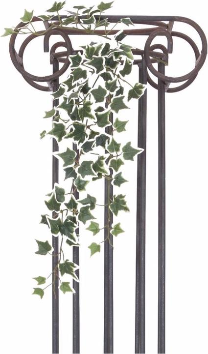 Actual product image Europalms Holland ivy barrier Classic (70 cm)