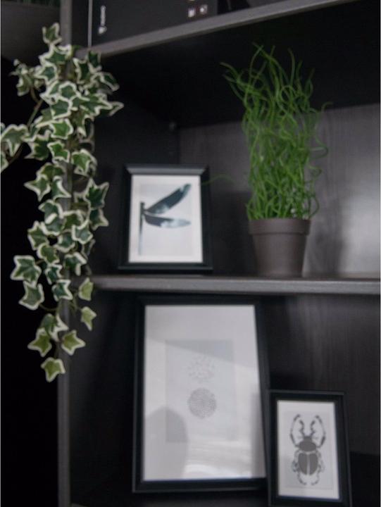 Actual product image Europalms Holland ivy barrier Classic (70 cm)