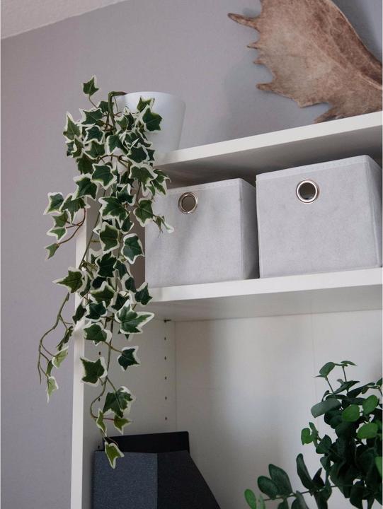 Actual product image Europalms Holland ivy barrier Classic (70 cm)