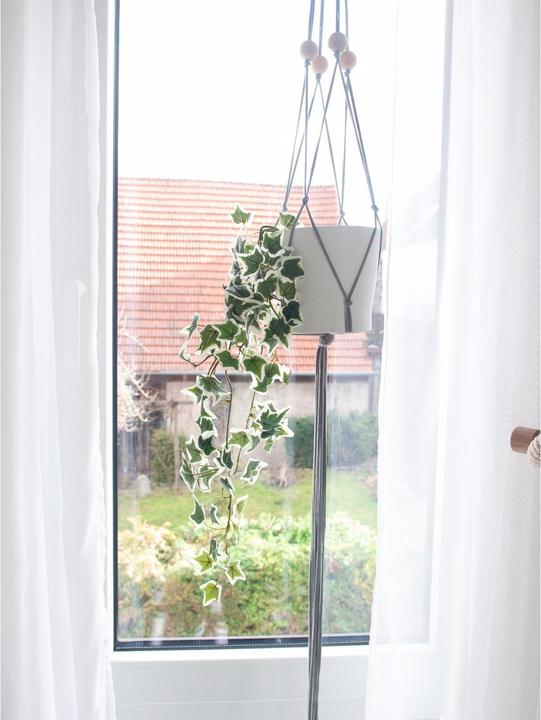 Actual product image Europalms Holland ivy barrier Classic (70 cm)