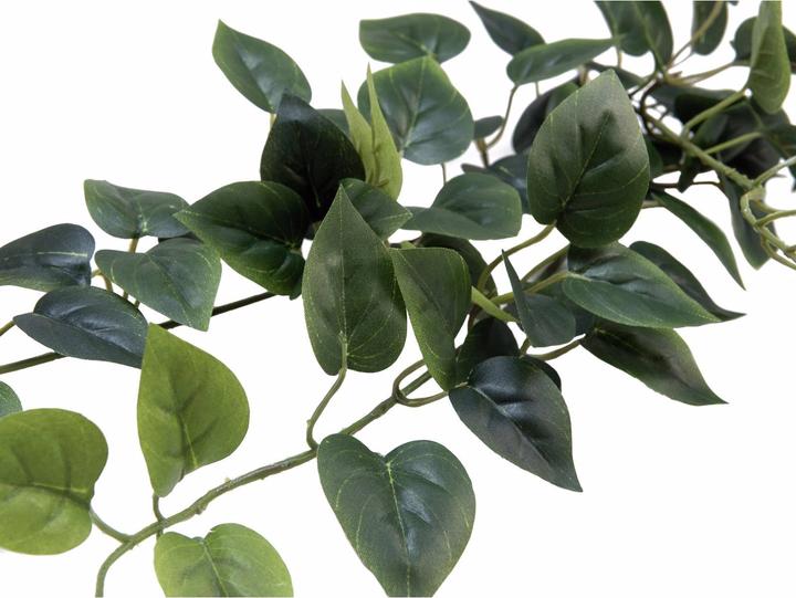 Immagine prodotto Europalms Philodendron Bush Classic (70 cm)