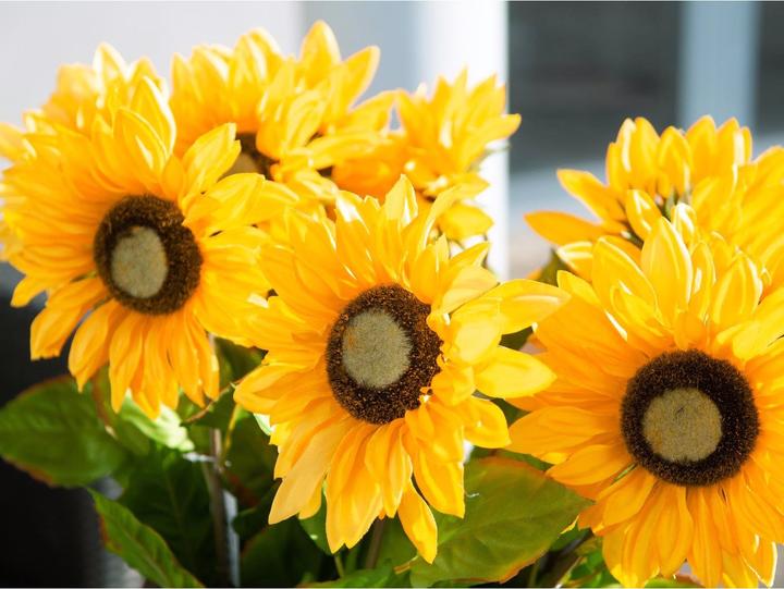 Actual product image Europalms Sunflower (70 cm)
