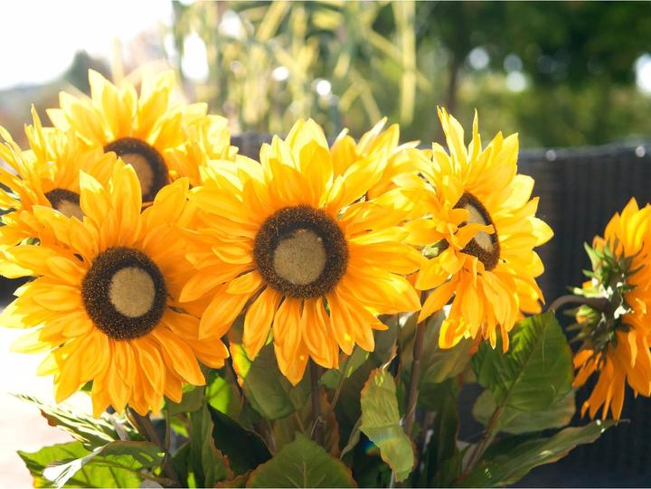 Actual product image Europalms Sunflower (70 cm)