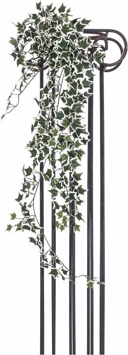 Actual product image Europalms Holland ivy barrier Classic (100 cm)