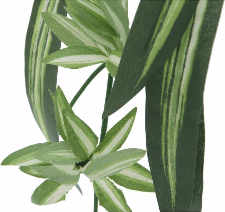 Produktbild Europalms Grünlilie (60 cm)