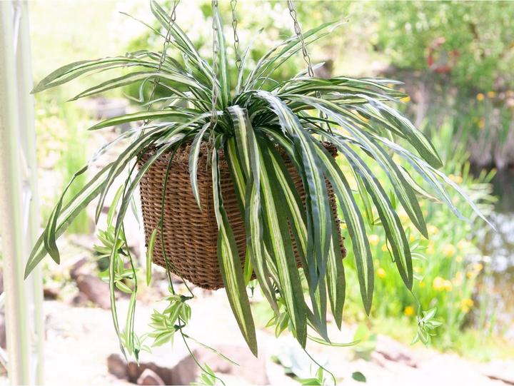 Produktbild Europalms Grünlilie (60 cm)