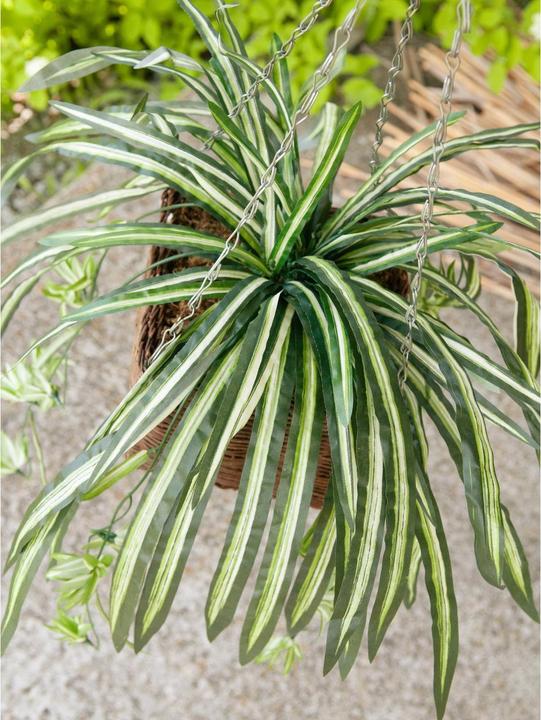 Produktbild Europalms Grünlilie (60 cm)