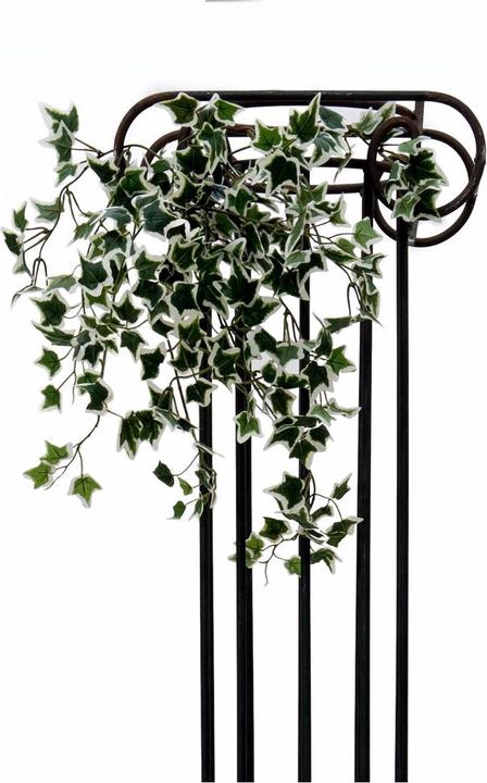 Actual product image Europalms Holland ivy barrier Classic (60 cm)