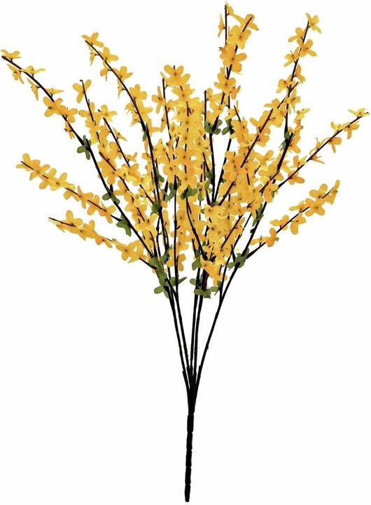 Productafbeelding Europalms Forsythiastruik (60 cm)
