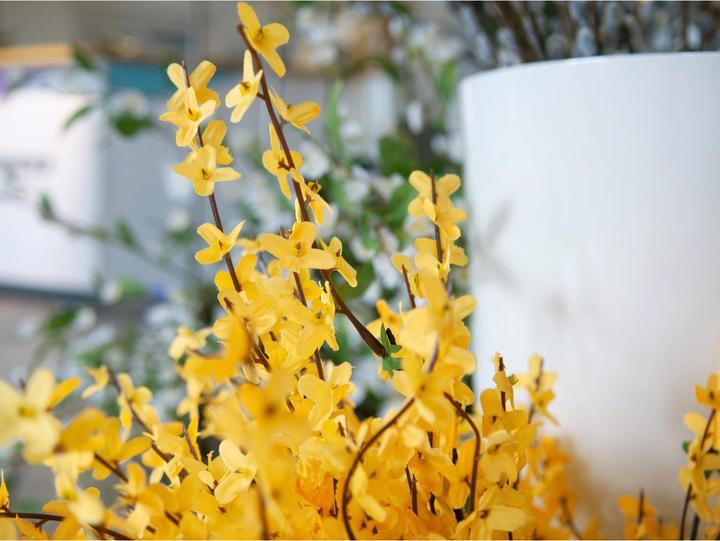Productafbeelding Europalms Forsythiastruik (60 cm)