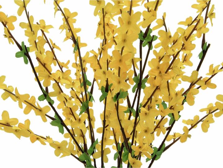 Productafbeelding Europalms Forsythiastruik (60 cm)