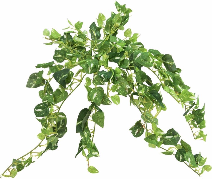 Image du produit Europalms Pothosbusch (50 cm)