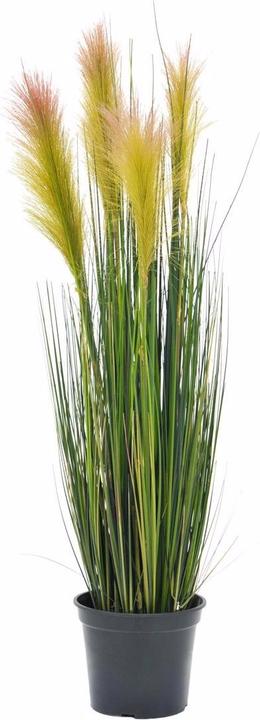 Europalms Feather grass (90 cm)