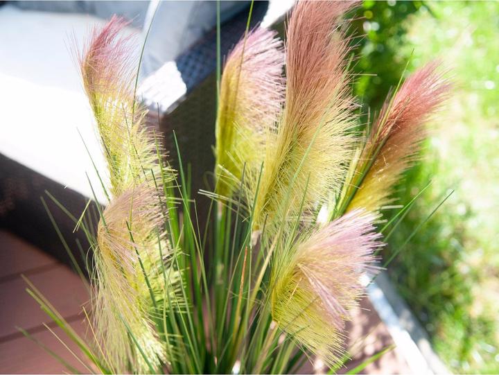 Actual product image Europalms Feather grass (90 cm)