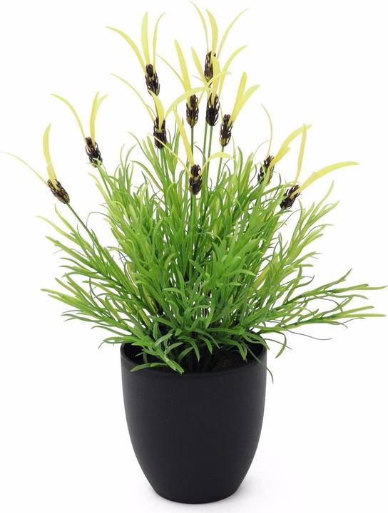 Actual product image Europalms Feather lettuce (40 cm)