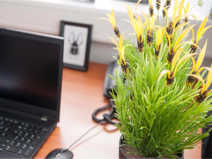 Actual product image Europalms Feather lettuce (40 cm)