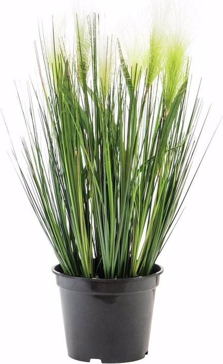 Actual product image Europalms Feather grass (60 cm)