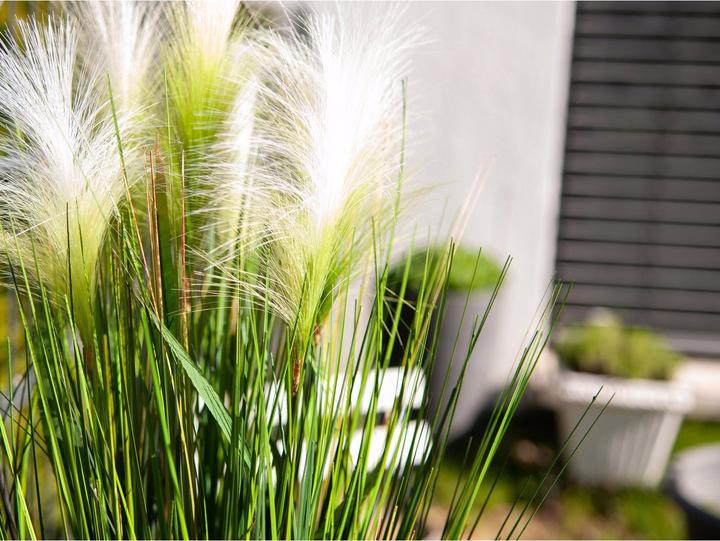 Actual product image Europalms Feather grass (60 cm)