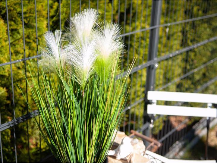 Actual product image Europalms Feather grass (60 cm)