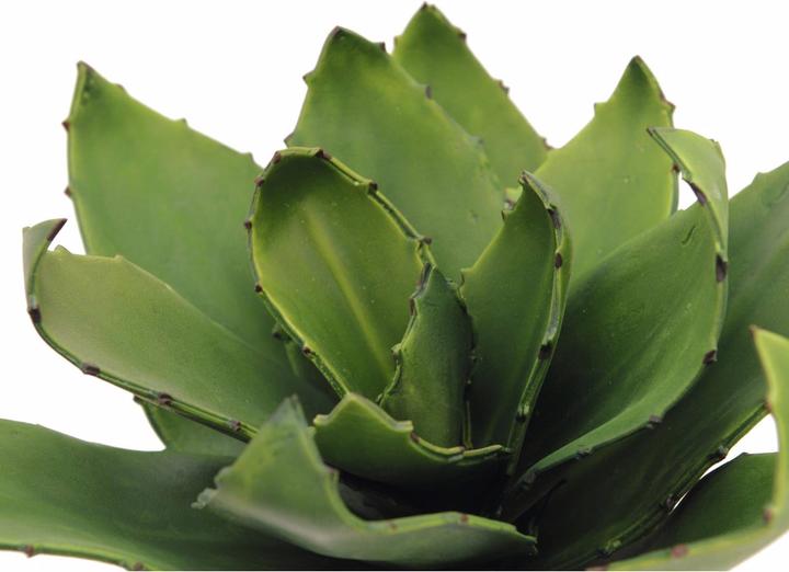 Immagine prodotto Europalms Agave (35 cm)