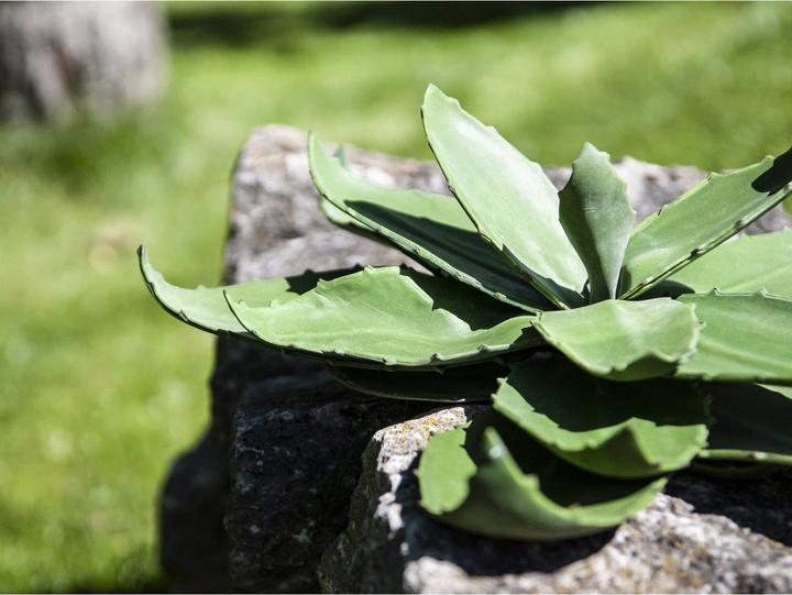 Immagine prodotto Europalms Agave (35 cm)
