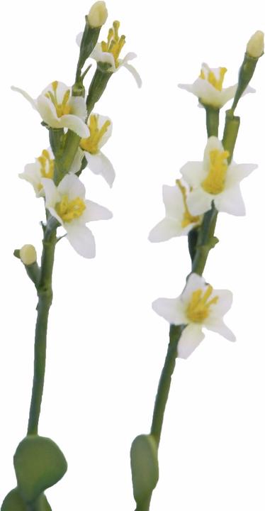 Produktbild Europalms Steinrose (32 cm)