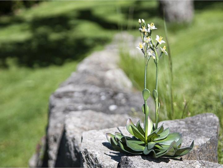 Produktbild Europalms Steinrose (32 cm)