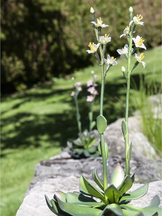 Produktbild Europalms Steinrose (32 cm)