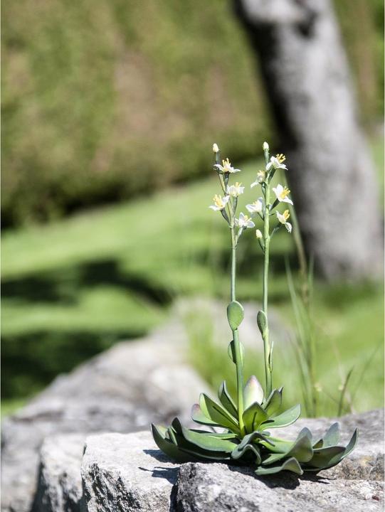 Produktbild Europalms Steinrose (32 cm)